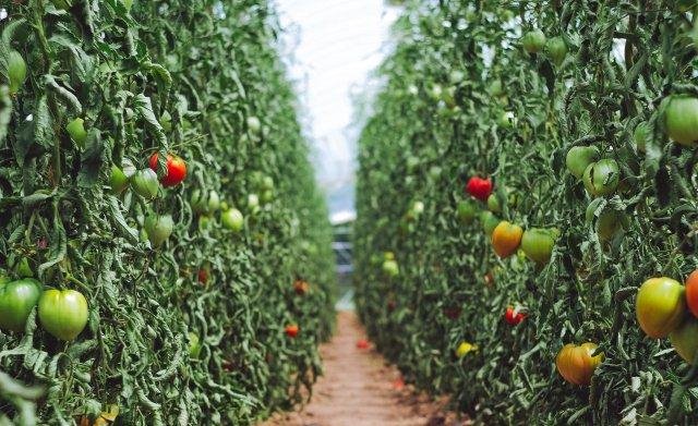 tomatenplanten met tomaten in een kas